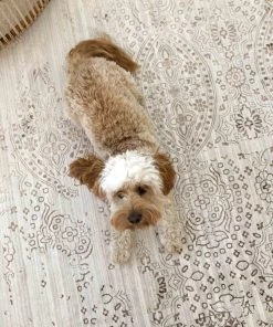 Miss Amara Amelia Cream Ivory And Brown Traditional Floral Rug All Rugs