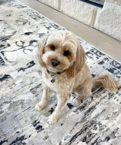 Miss Amara Bella Grey Ivory And Charcoal Traditional Distressed Rug