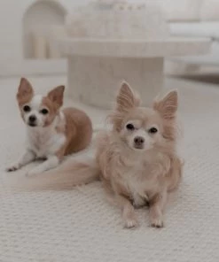 Miss Amara All Rugs Greta Ivory Indoor Outdoor PET Rug