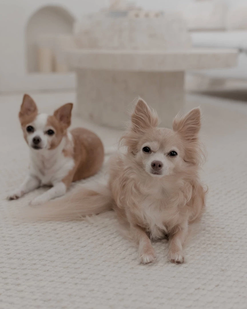 Miss Amara All Rugs Greta Ivory Indoor Outdoor PET Rug