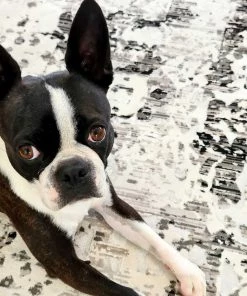 Miss Amara All Rugs Imran Black Grey And Ivory Traditional Distressed Rug