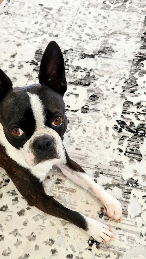 Miss Amara All Rugs Imran Black Grey And Ivory Traditional Distressed Rug