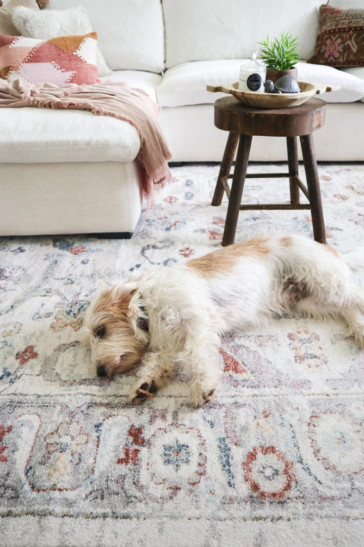 Miss Amara Jinnie Cream And Purple Multi-Colour Distressed Rug All Rugs