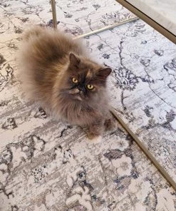 Miss Amara All Rugs Kimora Cream And Grey Lustrous Transitional Rug