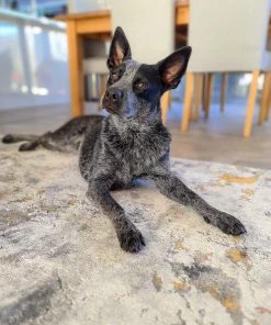 Miss Amara All Rugs Neve Blue Grey And Bronze Transitional Motif Rug