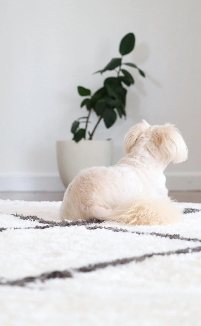 Miss Amara Tuva Ivory And Charcoal Grey Tribal Shag Rug All Rugs